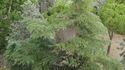 Una plaga de cotorras invade Carabanchel