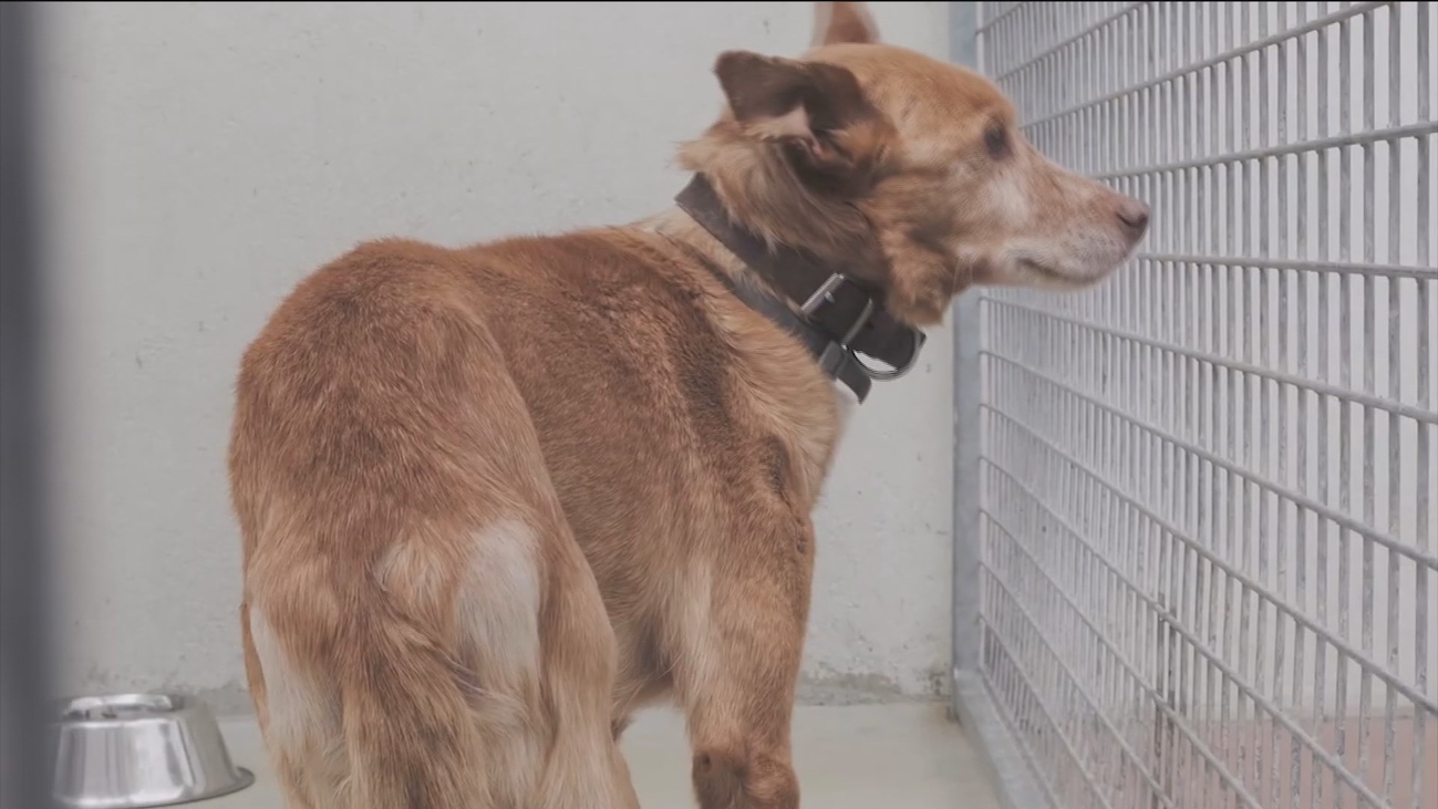 Conocemos la protectora de animales ANAA