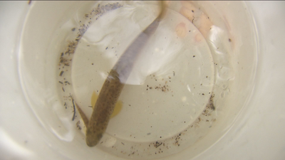 Madrid comienza la campaña de censos y rescate de fauna piscícola en los ríos