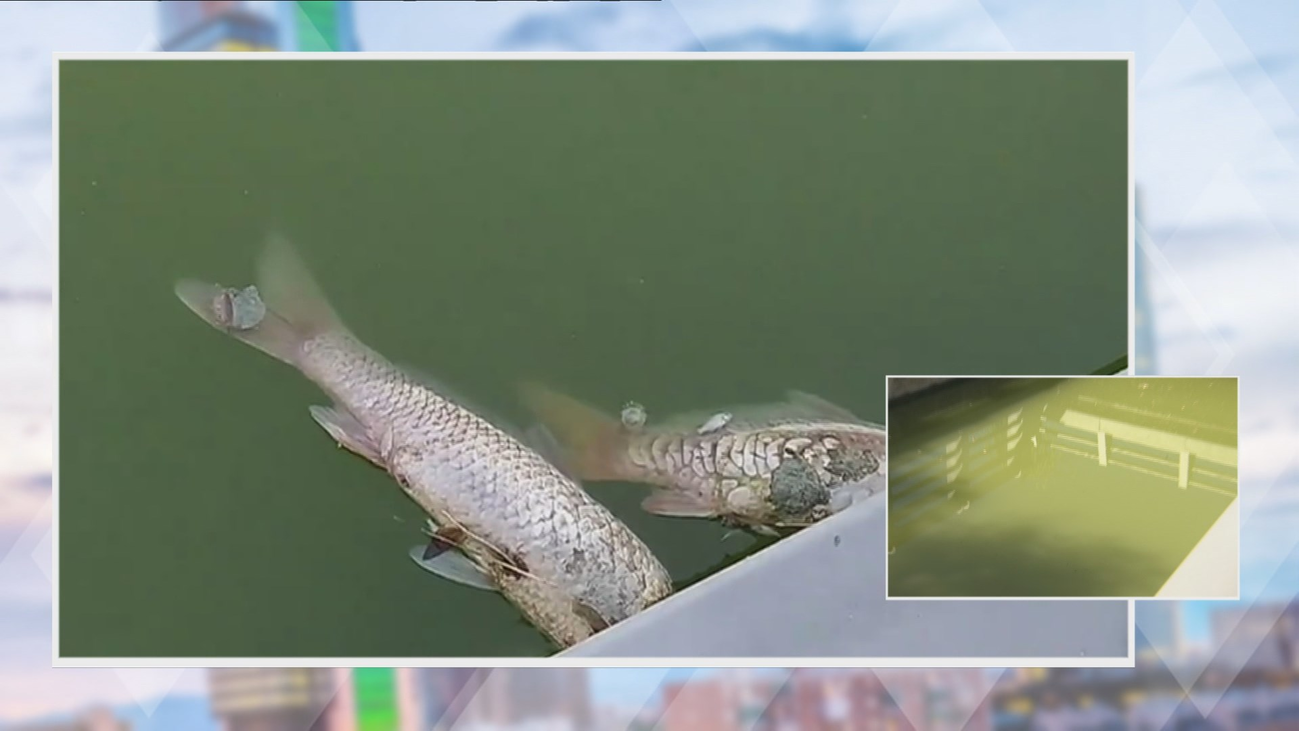 Varias decenas de peces muertos en las aguas de los estanques del parque Juan Carlos I