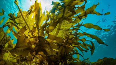 Las algas y sus aplicaciones