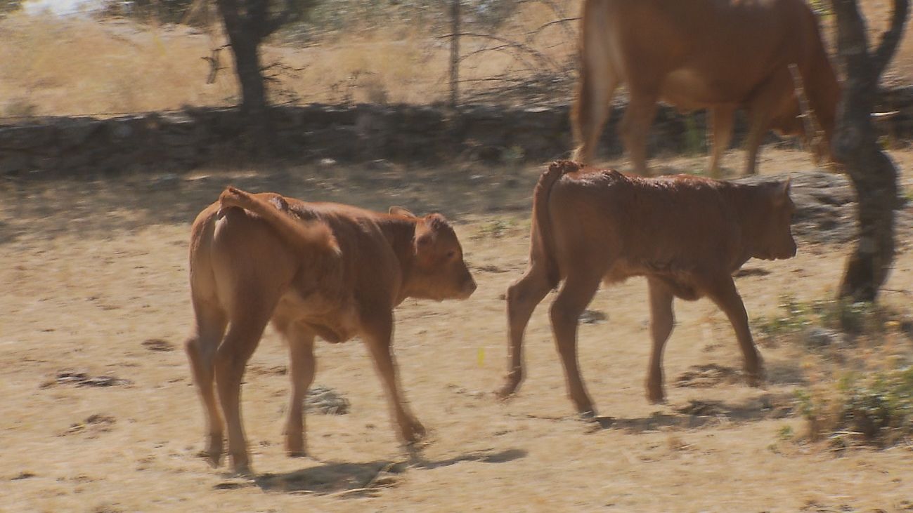 Cuatro crías de toro bravo llevan 15 días fugadas de su finca de Ciempozuelos