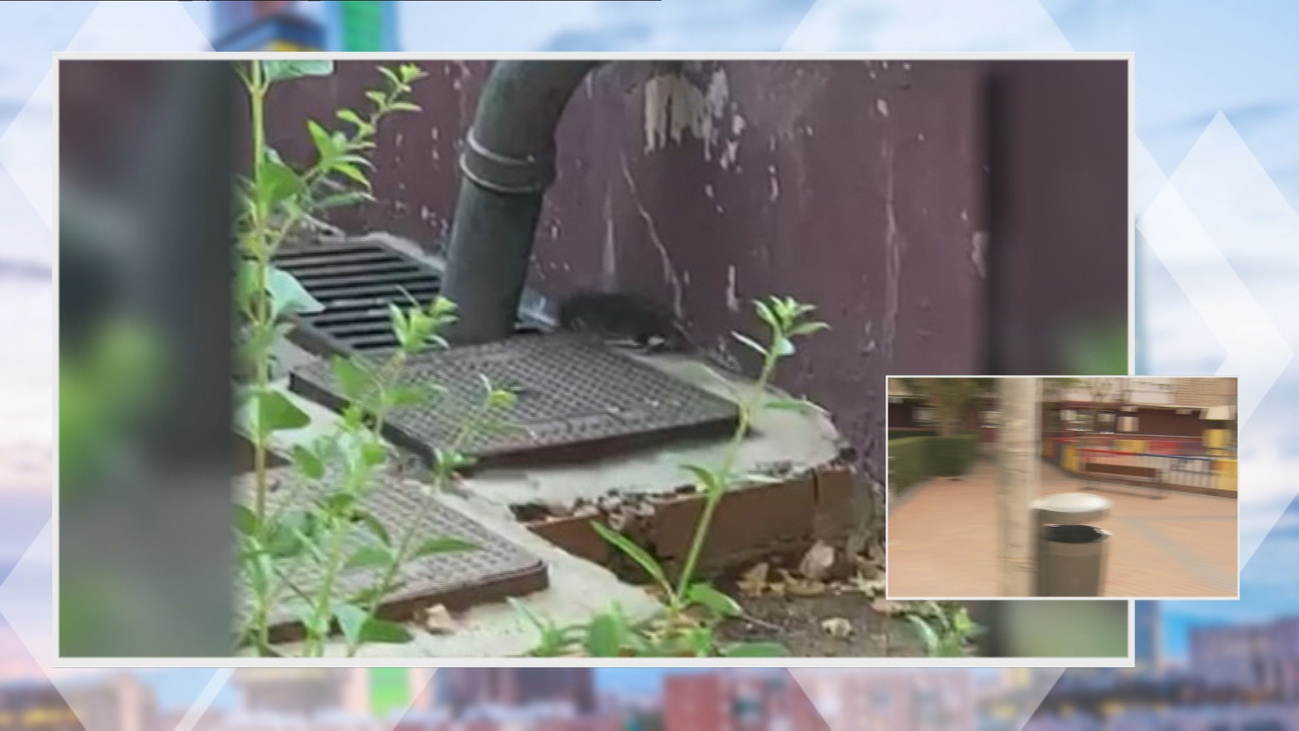 Hartos de las ratas en el paseo de Lisboa de Fuenlabrada