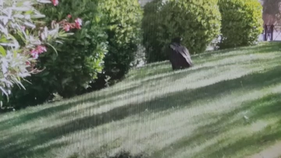 La Policía  Municipal rescata a un buitre  herido en un jardín de la carretera de Canillas