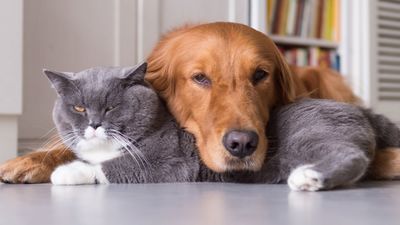 Las relaciones de familia con mascotas en casa