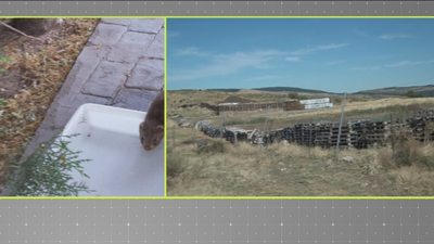 Plaga de moscas en Santa María de la Alameda