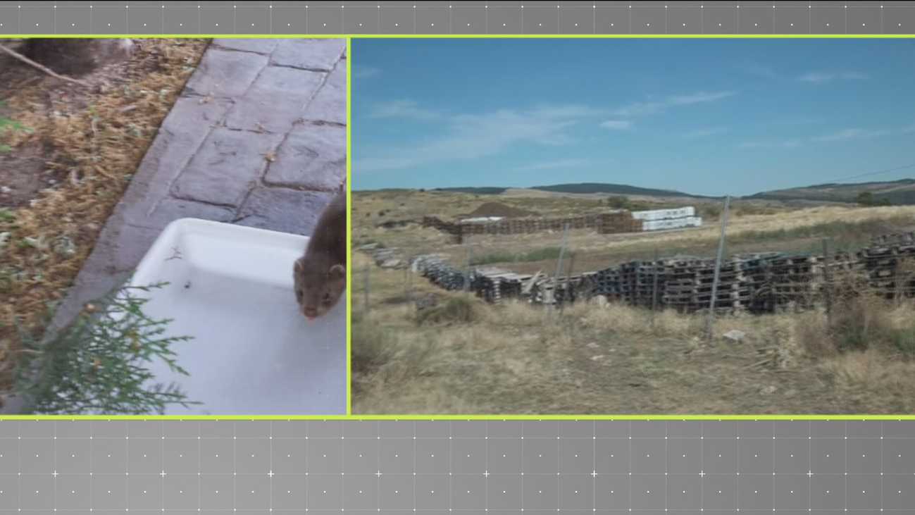 Plaga de moscas en Santa María de la Alameda