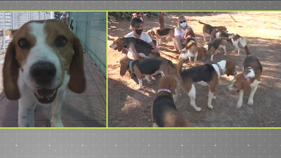 Una protectora evita que sacrifiquen a 32 perros