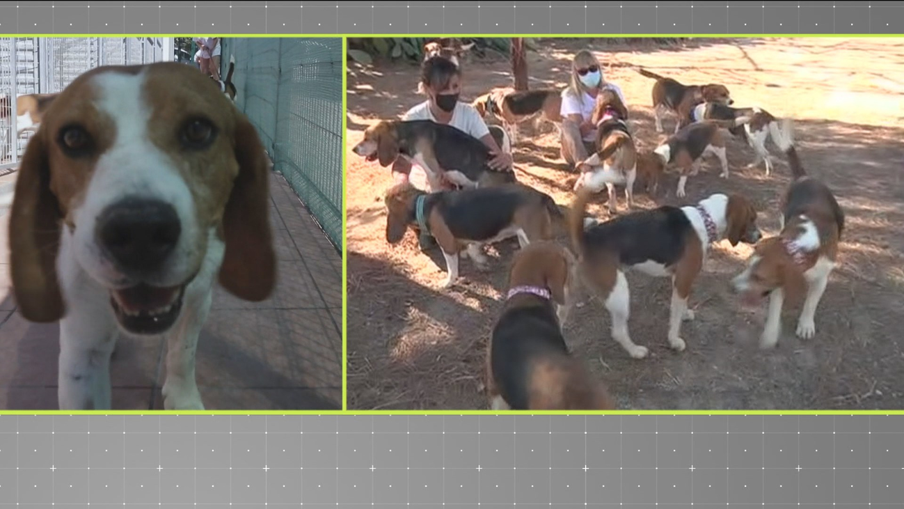 Una protectora evita que sacrifiquen a 32 perros