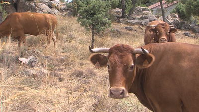 Pastoreo controlado para prevenir los incendios forestales