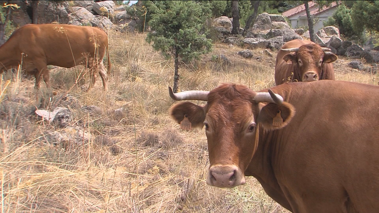 Pastoreo controlado para prevenir los incendios forestales