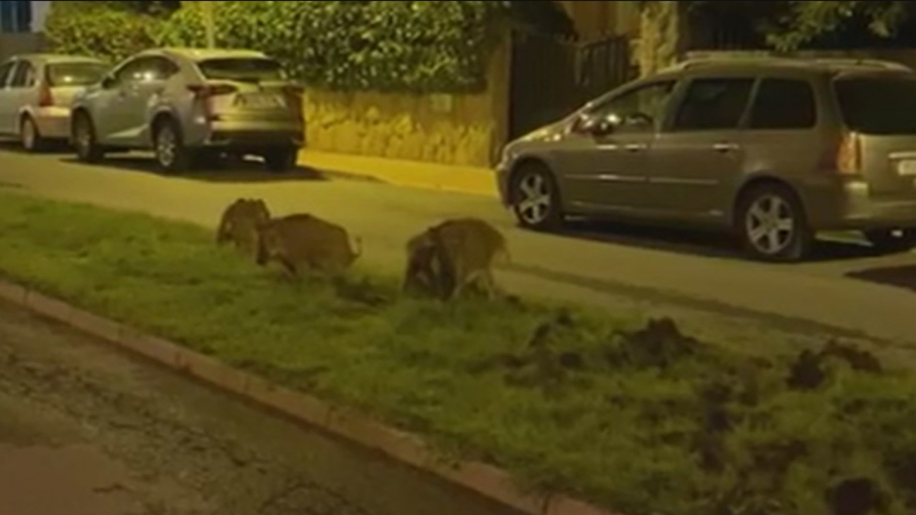Pelayos de la Presa, 'tomada' por los jabalíes