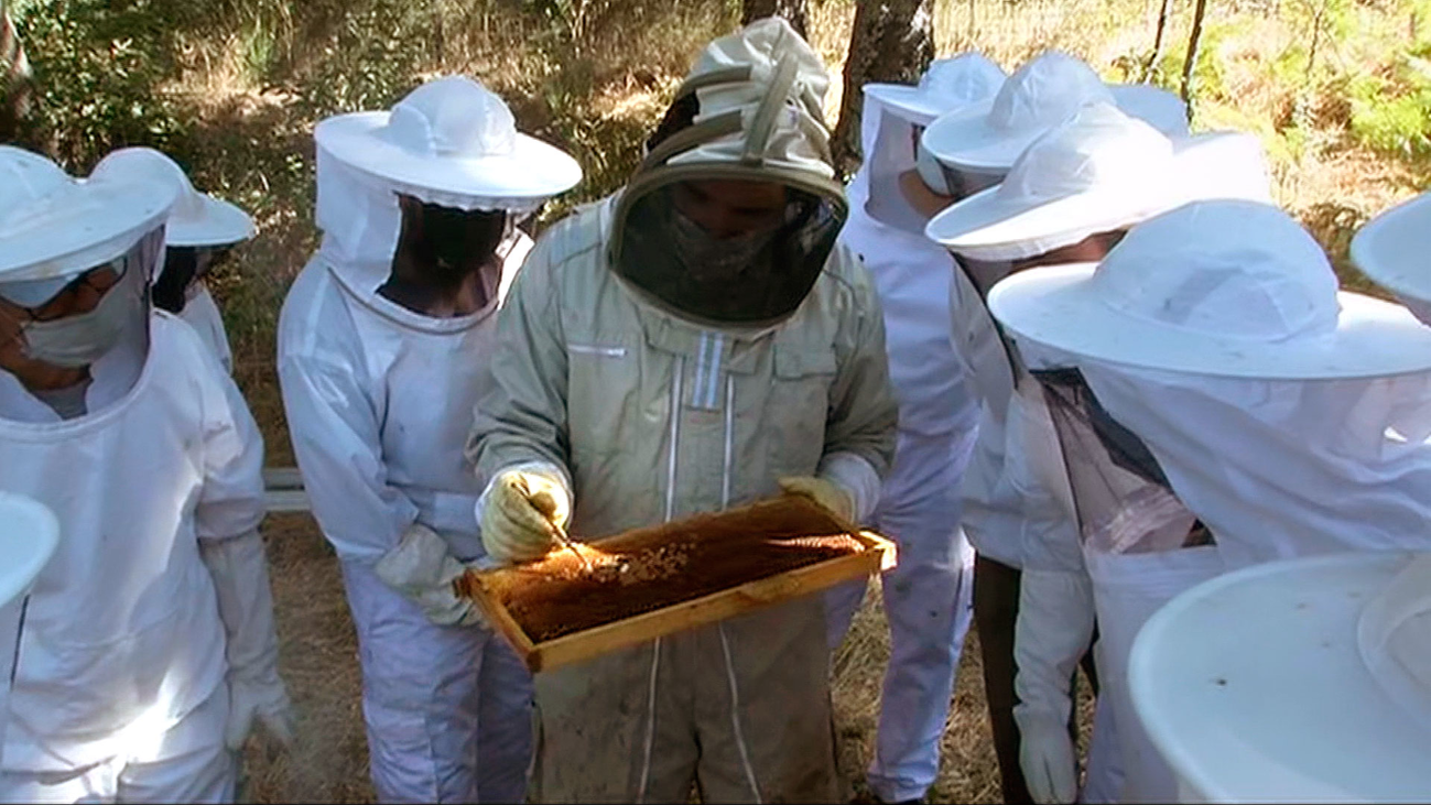 Asistimos a un curso de iniciación a la apicultura en Bustarviejo