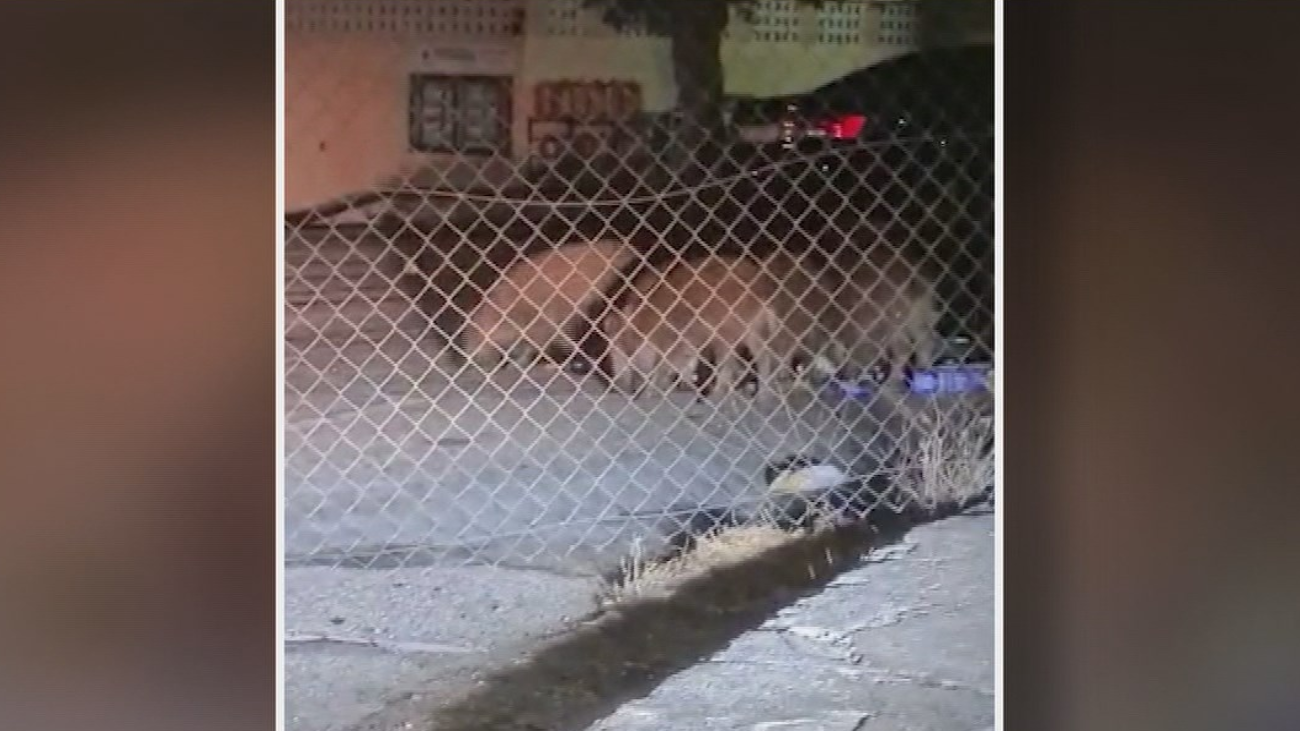 'Invasión' de jabalíes en Villa del Prado