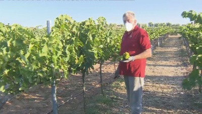 Arranca en Madrid la vendimia más atípica, marcada por el covid-10