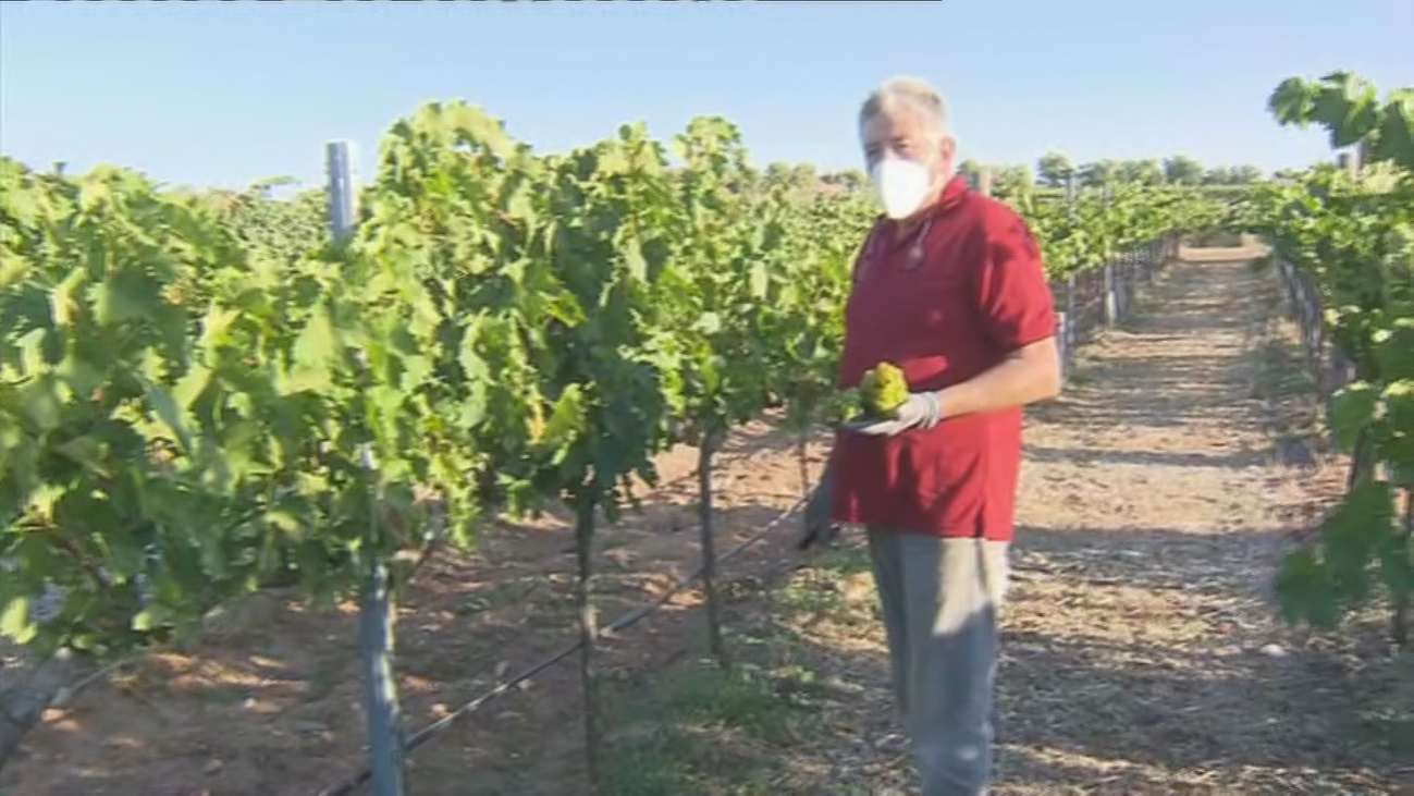 Arranca en Madrid la vendimia más atípica, marcada por el covid-10