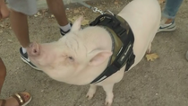 Paseamos a Bacon, el 'mini-pig' de La Elipa