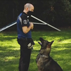 Conocemos la sección canina de la Policía Municipal