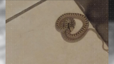 Encuentra una culebra en el interior de su vivienda, en Alalpardo