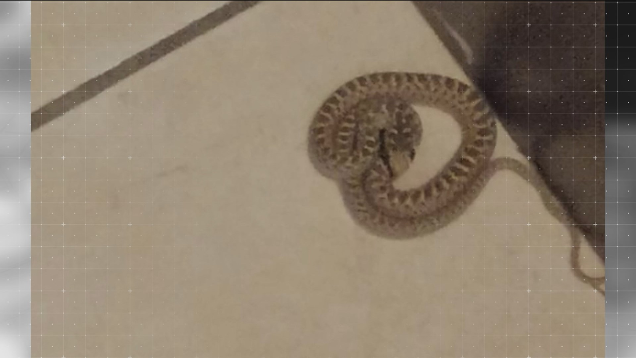 Encuentra una culebra en el interior de su vivienda, en Alalpardo