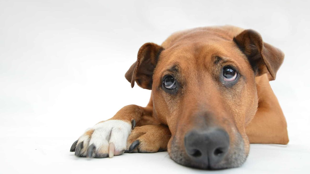 Nuestro lado más animal: el sentimiento de tristeza