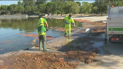 El lago del parque de Pradolongo, cubierto por una plaga de algas rojas 'malolientes'