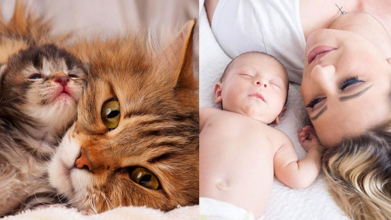 Del instinto a la razón: primer hijo...primera camada