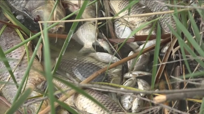 Vuelven a encontrar toneladas de peces muertos en Velilla de San Antonio