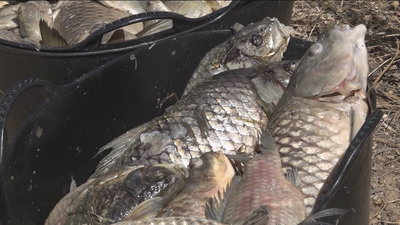 Recogen los peces muertos en Velilla de San Antonio