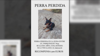 Buscan a Arya, un perro desaparecido en Leganés