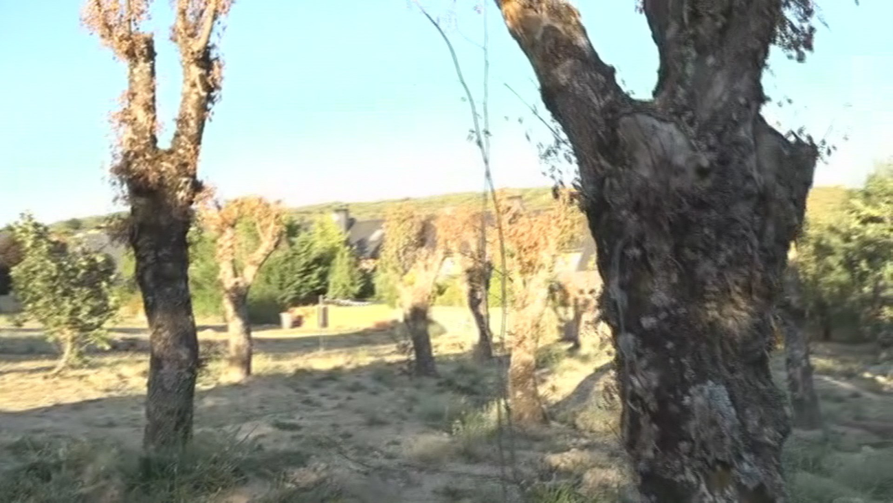 La indignación de los vecinos de Guadarrama contra el traslado de árboles