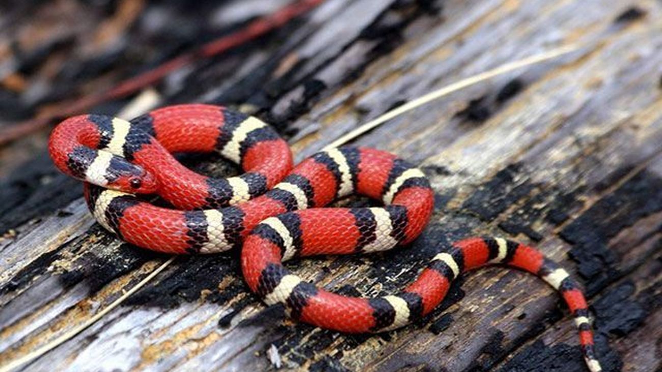 Localizan y rescatan a una serpiente 'Rey Escarlata' de medio metro en un garaje de Madrid