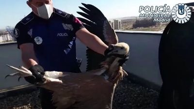 Rescatan un buitre leonado que cayó en una azotea de Vicálvaro