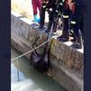 Rescatan una jabalí que se cayó al río Tajo en Aranjuez cuando estaba apunto de ahogarse