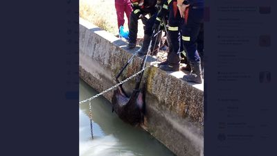 Rescatan una jabalí que se cayó al río Tajo en Aranjuez cuando estaba apunto de ahogarse