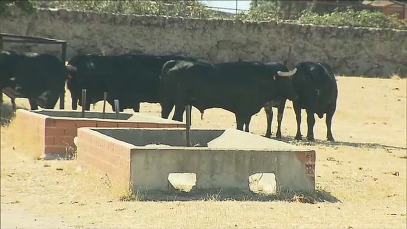 Madrid repartirá 4,5 millones de euros entre las ganaderías madrileñas de toro de lidia