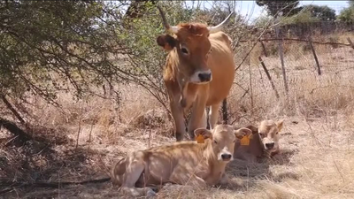 Conocemos a un adiestrador de bueyes