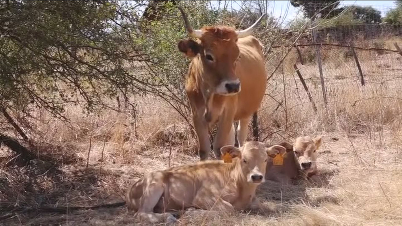 Conocemos a un adiestrador de bueyes