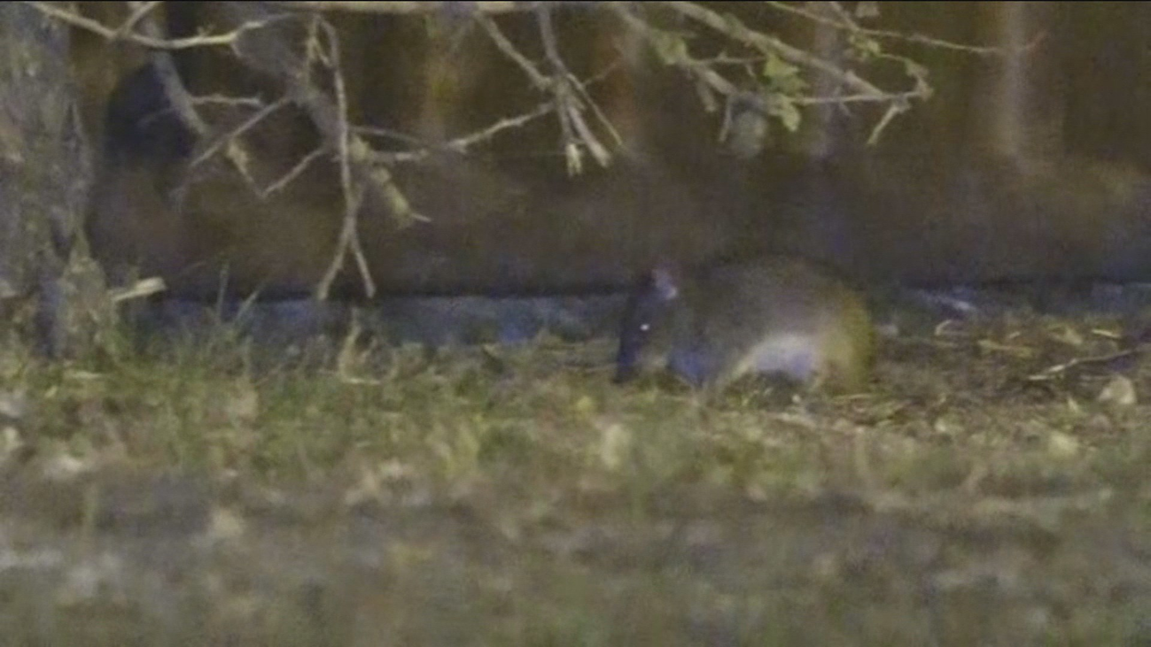 Plaga de ratas en Parque Lago Loranca en Fuenlabrada