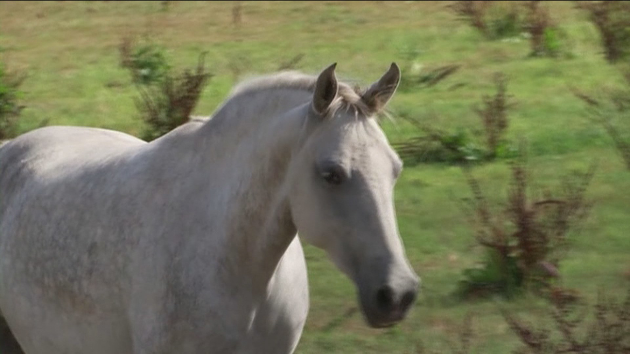 Se investiga si una secta de origen satánico podría estar detrás de más de un centenar ataques a caballos en Francia