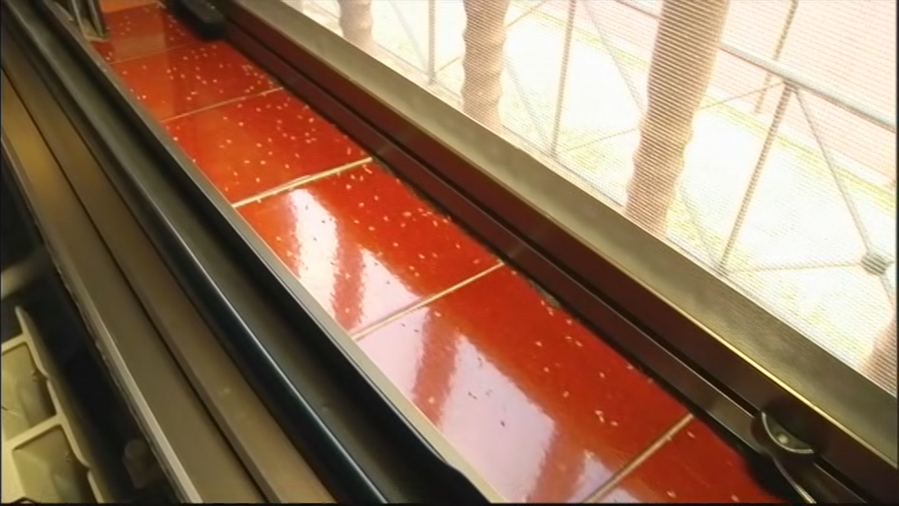 Una vecina de Hortaleza, desesperada por los bichos de un árbol enfermo que está junto a su ventana