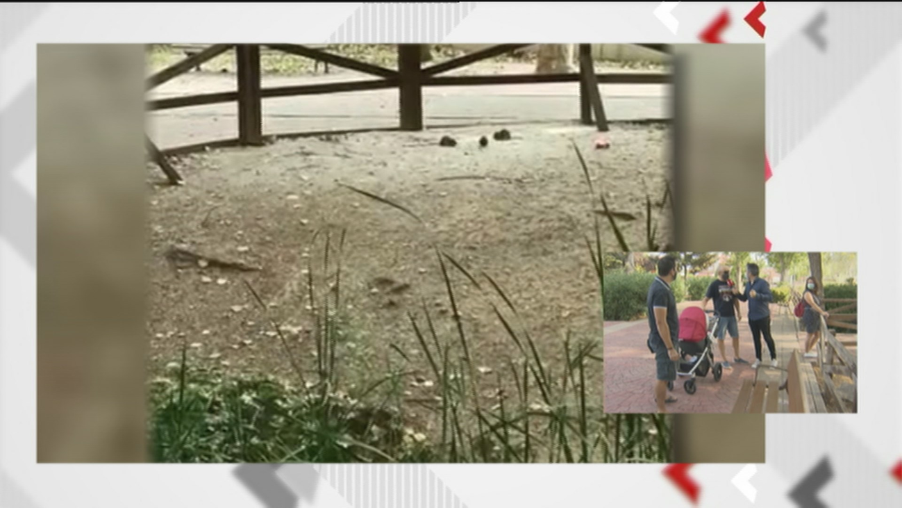 Plaga de ratas en Camarma de Esteruelas a unos metros de un colegio y en pleno parque infantil