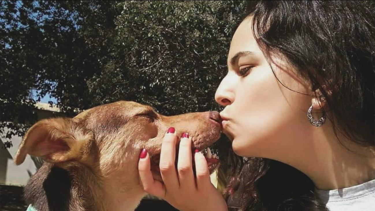 Custodia compartida para una mascota tras la separación de sus dueños