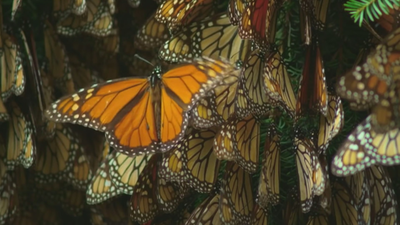 El largo viaje de la mariposa Monarca