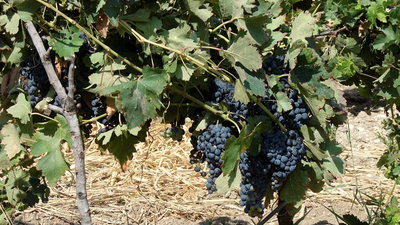 Comienza la vendimia más difícil en Navalcarnero