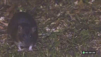 Plagas de ratas por los parques de Parla