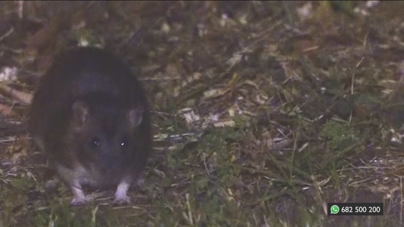 Plagas de ratas por los parques de Parla