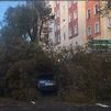 Varios árboles caídos en Madrid por las fuertes rachas de viento