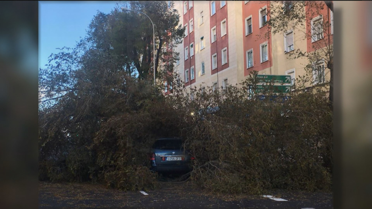Varios árboles caídos en Madrid por las fuertes rachas de viento