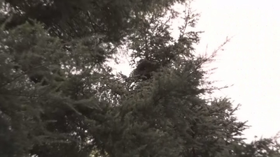 Los vecinos de Coslada denuncian el insoportable ruido y las heces de las cotorras